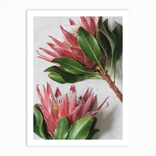 Red Protea Flowers Art Print
