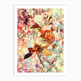 Impressionist Blood Red Bengal Rose Botanical Painting in Blush Pink and Gold Art Print