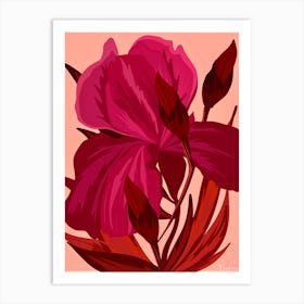 Pink Iris Art Print