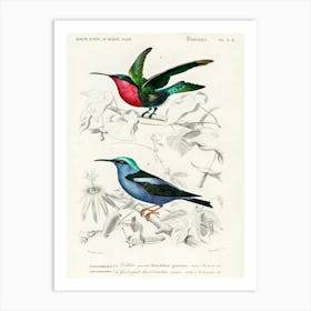 Different Types Of Birds, Charles Dessalines D'Orbigny Art Print