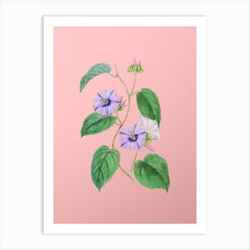 Vintage Hoary Jacquemontia Flower Botanical on Soft Pink Art Print