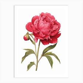 Peonies Flower Vintage Botanical 1 Art Print