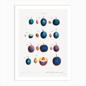 Plum, Pierre Joseph Redoute 1 Art Print