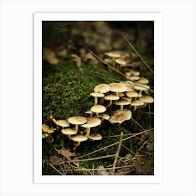 White Mushrooms // Nature Photography Art Print