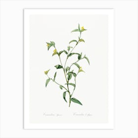 Commelina Africana, Pierre Joseph Redoute Art Print