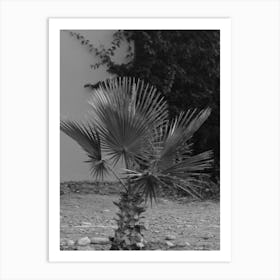 Palm Tree In Black And White Art Print