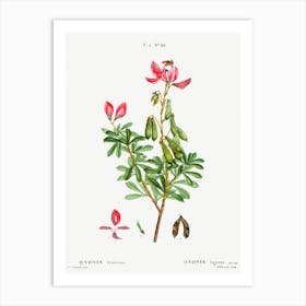 Ononis Fruticosa, Pierre Joseph Redoute Art Print