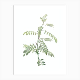 Vintage Flowering Indigo Plant Botanical Illustration on Pure White n.0134 Art Print