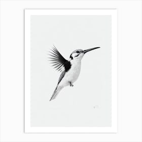 Woodpecker B&W Pencil Drawing 2 Bird Art Print