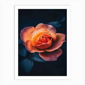 Orange Rose 10 Art Print