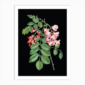 Vintage Robinier Rose Bloom Botanical Illustration on Solid Black n.0224 Art Print