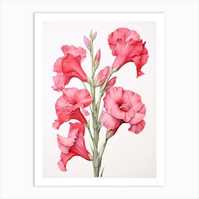 Gladiolus Flower Vintage Botanical 1 Art Print