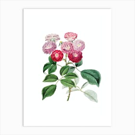 Vintage Seven Sister's Rose Botanical Illustration on Pure White n.0617 Art Print
