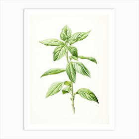 Basil Vintage Botanical Herbs 0 Art Print