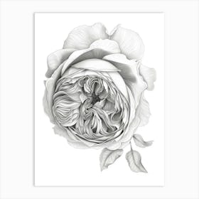 Roses Sketch 4 Art Print