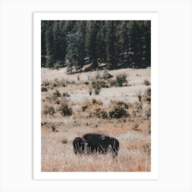 Bison In Wildflowers Art Print