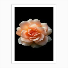 Peach Rose 6 Art Print