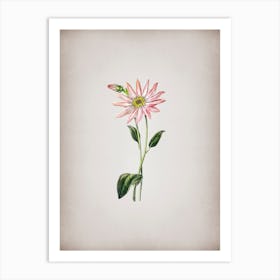 Vintage Mr. Dickson's Echinacea Botanical on Parchment n.0571 Art Print