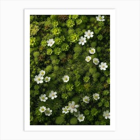 Pattern Poster Mountain Spleenwort 1 Art Print