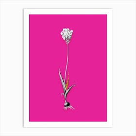 Vintage Chincherinchee Black and White Gold Leaf Floral Art on Hot Pink n.0729 Art Print