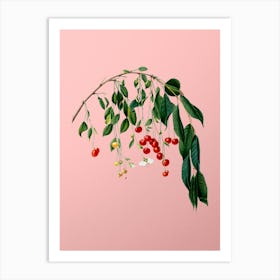 Vintage Visciola Cherries Botanical on Soft Pink n.0860 Art Print