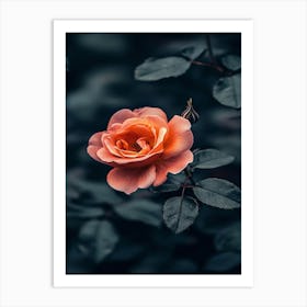 Dark Rose 103 Art Print