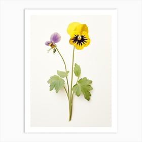 Pressed Wildflower Botanical Art Downy Yellow Violet Viola 1 Art Print