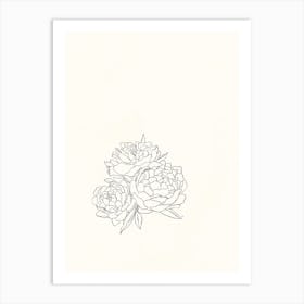 Peonies Drawing Art Print