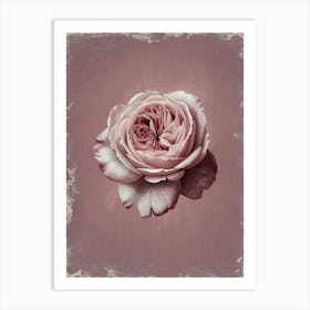 Pink Rose Art Print