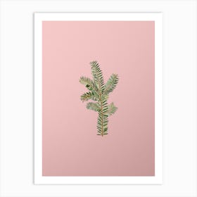 Vintage English Yew Branch Botanical on Soft Pink n.0674 Art Print