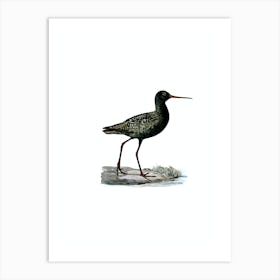 Vintage Spotted Redshank Bird Illustration on Pure White n.0139 Art Print