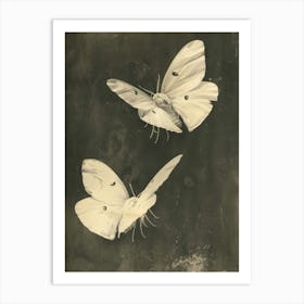 Two White Butterflies Art Print