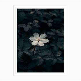 White Flower In The Dark 27 Art Print