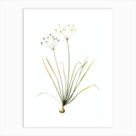 Vintage Allium Straitum Botanical Illustration on Pure White n.0785 Art Print