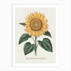 Helianthus Annuus Botanical Illustration - Sunflower Art Print
A beautiful botanical illustration of the Helianthus Annuus, or sunflower, featuring bright yellow petals and lush green leaves. This piece brings warmth and natural charm to any setting.
Perfect for a kitchen, dining area, or sunny living space, adding a cheerful and inviting touch. Art Print