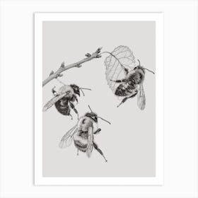 Leafcutter Bee Storybook Illustration 1 Art Print