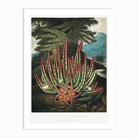 The Maggot–Bearing Stapelia From The Temple Of Flora (1807), Robert John Thornton Art Print