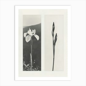 Iris Flower Photo Collage 1 Art Print