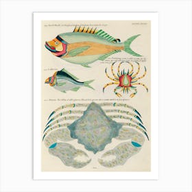 Colourful And Surreal Illustrations Of Fishes Found In Moluccas (Indonesia) And The East Indies, Louis Renard(58) Art Print