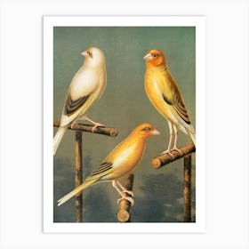 Vintage Three Finches Art Print