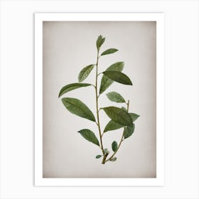 Vintage Grey Willow Botanical on Parchment n.0382 Art Print