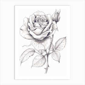 Roses Sketch 28 Art Print