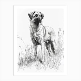 Anatolian Shepherd Dog Line Sketch 3 Art Print