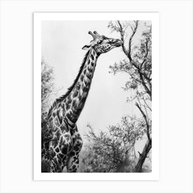 Giraffe With Head In The Branches Pencil Drawing 8 Art Print