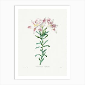 Peruvian Lily From Choix Des Plus Belles Fleurs, Pierre Joseph Redouté Art Print