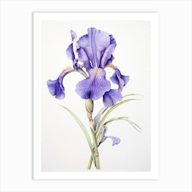 Irises Flower Vintage Botanical 1 Art Print