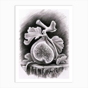 Fig art Art Print