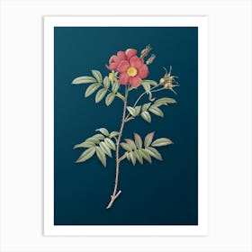 Vintage Rosa Redutea Glauca Botanical Art on Teal Blue n.0427 Art Print