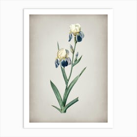 Vintage Elder Scented Iris Botanical on Parchment n.0576 Art Print