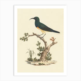 Unidentified Sunbird, Luigi Balugani Art Print